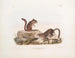 Erdmännchen von Townsend in natürlicher Größe - John Woodhouse Audubon — Ansicht des Kunstwerks