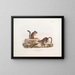 Erdmännchen von Townsend in natürlicher Größe - John Woodhouse Audubon — gerahmtes Bild an der Wand
