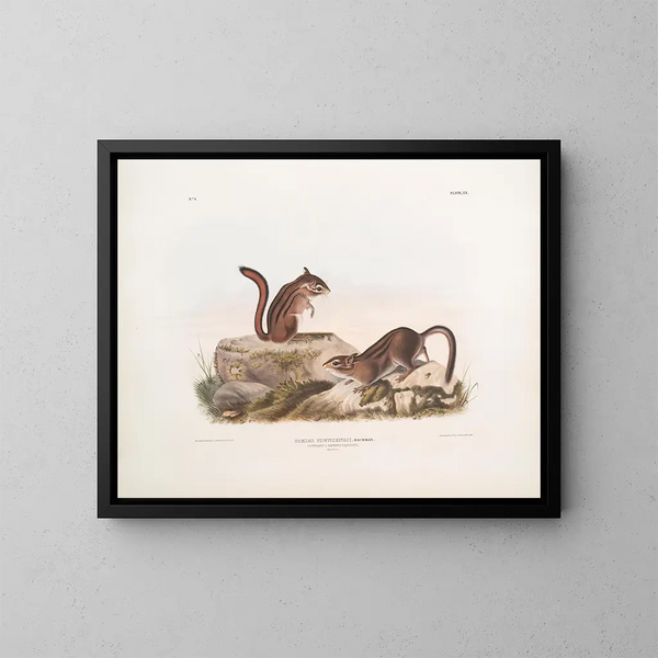 Erdmännchen von Townsend in natürlicher Größe - John Woodhouse Audubon — gerahmtes Bild an der Wand