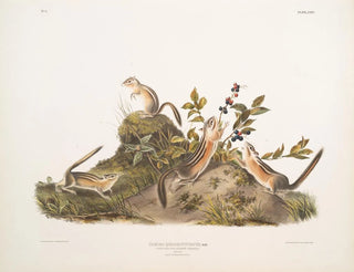 Erdmännchen mit vier Streifen - John Woodhouse Audubon — Ansicht des Kunstwerks