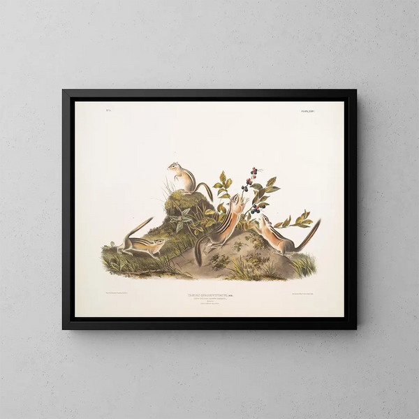 Erdmännchen mit vier Streifen - John Woodhouse Audubon — gerahmtes Bild an der Wand