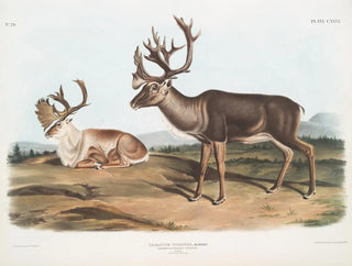 Caribou oder amerikanischer Rentier männlich 1 Sommerfell 2 Winterfell - John Woodhouse Audubon — Ansicht des Kunstwerks