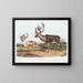 Caribou oder amerikanischer Rentier männlich 1 Sommerfell 2 Winterfell - John Woodhouse Audubon — gerahmtes Bild an der Wand