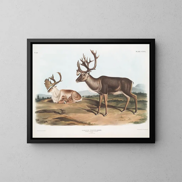Caribou oder amerikanischer Rentier männlich 1 Sommerfell 2 Winterfell - John Woodhouse Audubon — gerahmtes Bild an der Wand