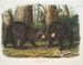 Bär schwarz amerikanisch männlich und weiblich - John Woodhouse Audubon — Ansicht des Kunstwerks