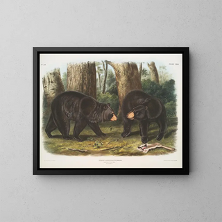 John Woodhouse Audubon - Ursus Americanus American Black Bear Male  female.webp