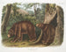Amerikanischer Schwarzbär, Zimtvariante, Männchen und Weibchen - John Woodhouse Audubon — Ansicht des Kunstwerks