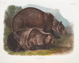 John Woodhouse Audubon - Ursus ferox Grizzly Bear Males.webp