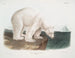Bär männlich - John Woodhouse Audubon — Ansicht des Kunstwerks