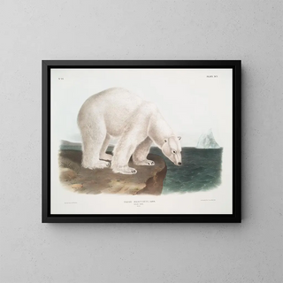John Woodhouse Audubon - Ursus maritimus Polar Bear Male.webp