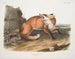 Renard roux américain mâle - John Woodhouse Audubon — Ansicht des Kunstwerks