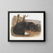 Renard noir ou argent américain - John Woodhouse Audubon — gerahmtes Bild an der Wand