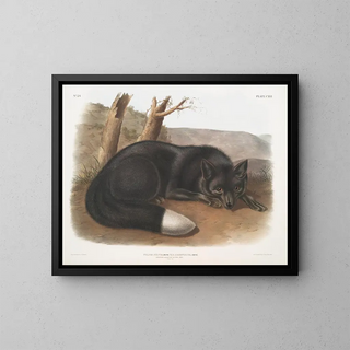 Renard noir ou argent américain - John Woodhouse Audubon — gerahmtes Bild an der Wand