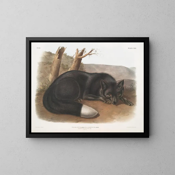 Renard noir ou argent américain - John Woodhouse Audubon — gerahmtes Bild an der Wand