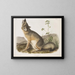 Renard rapide taille naturelle mâle - John Woodhouse Audubon — gerahmtes Bild an der Wand