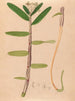 Iconographie der Orchideen Brasiliens Pl01 - João Barbosa Rodrigues — Ansicht des Kunstwerks