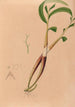 Iconographie der Orchideen Brasiliens Pl03 - João Barbosa Rodrigues — Ansicht des Kunstwerks