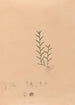 Iconographie der Orchideen Brasiliens Pl04 - João Barbosa Rodrigues — Ansicht des Kunstwerks
