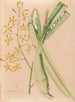 Iconographie der Orchideen Brasiliens Pl05 - João Barbosa Rodrigues — Ansicht des Kunstwerks