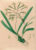 Iconographie der Orchideen Brasiliens Pl06 - João Barbosa Rodrigues — Ansicht des Kunstwerks
