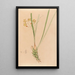 Iconographie der Orchideen Brasiliens Pl07 - João Barbosa Rodrigues — gerahmtes Bild an der Wand