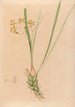 Iconographie der Orchideen Brasiliens Pl07 - João Barbosa Rodrigues — Ansicht des Kunstwerks