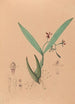 Iconographie der Orchideen Brasiliens Pl09 - João Barbosa Rodrigues — Ansicht des Kunstwerks