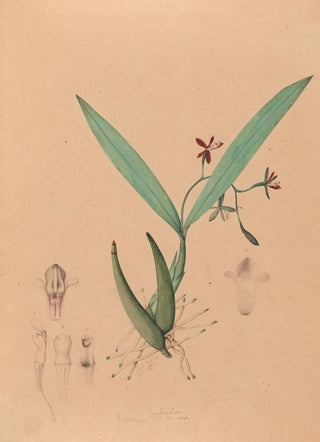 Joo Barbosa Rodrigues - Iconographie des orchidees du Bresil Pl09.webp