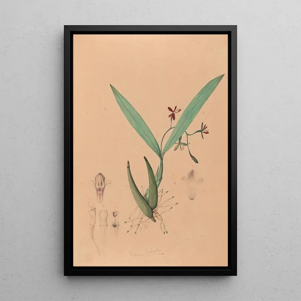 Joo Barbosa Rodrigues - Iconographie des orchidees du Bresil Pl09.webp