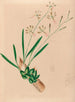 Iconographie der Orchideen Brasiliens Pl10 - João Barbosa Rodrigues — Ansicht des Kunstwerks