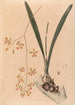 Iconographie der Orchideen Brasiliens Pl11 - João Barbosa Rodrigues — Ansicht des Kunstwerks