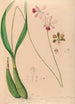 Iconographie der Orchideen Brasiliens Pl13 - João Barbosa Rodrigues — Ansicht des Kunstwerks
