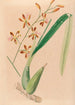 Iconographie der Orchideen Brasiliens Pl14 - João Barbosa Rodrigues — Ansicht des Kunstwerks