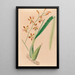 Iconographie der Orchideen Brasiliens Pl14 - João Barbosa Rodrigues — gerahmtes Bild an der Wand