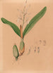 Iconographie der Orchideen Brasiliens Pl15 - João Barbosa Rodrigues — Ansicht des Kunstwerks