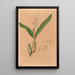 Iconographie der Orchideen Brasiliens Pl15 - João Barbosa Rodrigues — gerahmtes Bild an der Wand