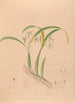 Iconographie der Orchideen Brasiliens Pl16 - João Barbosa Rodrigues — Ansicht des Kunstwerks