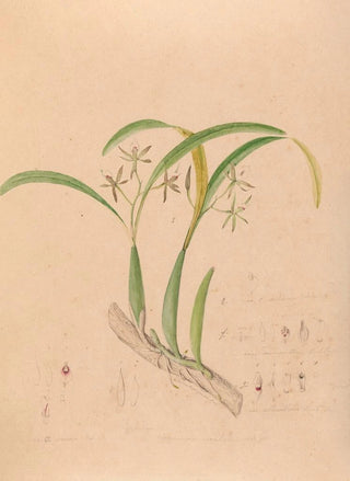 Joo Barbosa Rodrigues - Iconographie des orchidees du Bresil Pl16.webp