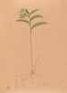 Iconographie der Orchideen Brasiliens Pl17 - João Barbosa Rodrigues — Ansicht des Kunstwerks