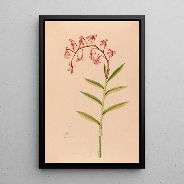 Joo Barbosa Rodrigues - Iconographie des orchidees du Bresil Pl18.webp