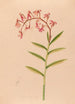 Iconographie der Orchideen Brasiliens Pl18 - João Barbosa Rodrigues — Ansicht des Kunstwerks