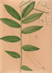 Iconographie der Orchideen Brasiliens Pl19 - João Barbosa Rodrigues — Ansicht des Kunstwerks