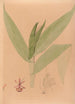 Iconographie der Orchideen Brasiliens Pl20 - João Barbosa Rodrigues — Ansicht des Kunstwerks