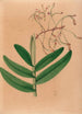 Iconographie der Orchideen Brasiliens Pl21 - João Barbosa Rodrigues — Ansicht des Kunstwerks