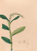Iconographie der Orchideen Brasiliens Pl23 - João Barbosa Rodrigues — Ansicht des Kunstwerks