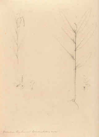 Joo Barbosa Rodrigues - Iconographie des orchidees du Bresil Pl24.webp