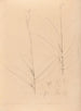 Iconographie der Orchideen Brasiliens Pl25 - João Barbosa Rodrigues — Ansicht des Kunstwerks