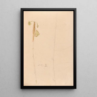Joo Barbosa Rodrigues - Iconographie des orchidees du Bresil Pl26.webp