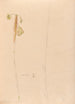 Iconographie der Orchideen Brasiliens Pl26 - João Barbosa Rodrigues — Ansicht des Kunstwerks