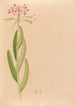 Iconographie der Orchideen Brasiliens Pl27 - João Barbosa Rodrigues — Ansicht des Kunstwerks